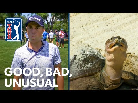 A puzzled turtle, JT gets robbed, record hole-outs & Hovland hits lefty