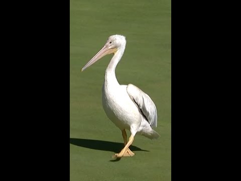 Pelican: The final boss 😎